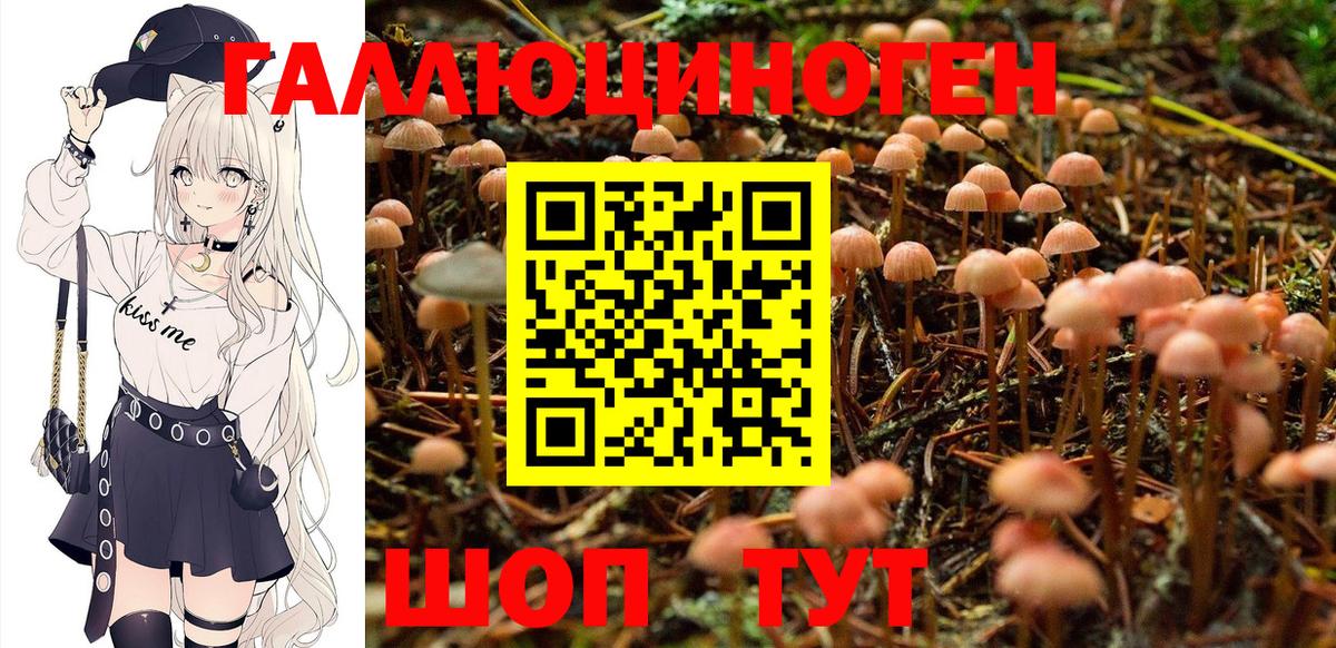 Баксан  как найти закладки  Вход с VPN  Галлюциногенные грибы Cubensis 
